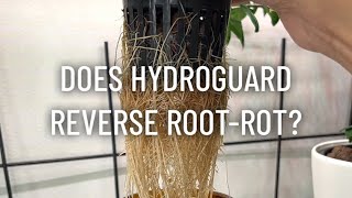 Does Hydroguard Reverse RootRot [upl. by Schroth]