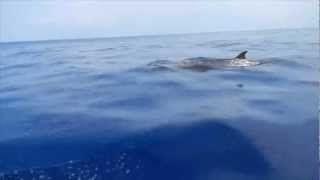 Blainvilles Beaked Whale [upl. by Ttenaej]