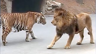 Lion VS Tiger Real Fight  Tough Creatures Ep 4 [upl. by Ateinotna]