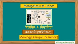 The Secret of Obelia Understanding Metagenesis StepbyStep [upl. by Cleres]