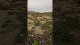 Borrego Springs Super Bloom [upl. by Aihsital27]