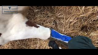 Matacarpal fracture in a cow cast removal BovineDoctor [upl. by Nikolaos282]