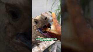 Feeding Our Reptiles Tortoises amp Rhino Iguana reptiles animals iguana [upl. by Ambrosio]