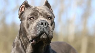 Cane Corso [upl. by Acilegna]