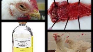 INFECTIOUS LARYNGOTRACHEITIS ILT in Poultry [upl. by Eeralav]