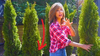 How To Plant Arborvitaes  Secrets To Grow FAST [upl. by Lorenza]