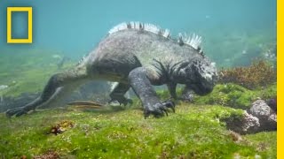 Swim Alongside a Galápagos Marine Iguana  National Geographic [upl. by Aitan]