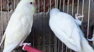 Watch Budgies in Their Natural Habitat  Live Stream [upl. by Bello551]