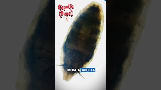 ¿Has visto como nace una mosca 🪰 mosca biologia ciencia laboratorio microscopio fy fypシ゚ f [upl. by Sparks]