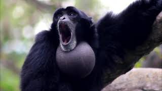 Siamang Gibbon monkey is howling with neck swells like a balloon [upl. by Nyleve155]