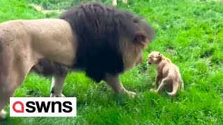 Cute moment lion cub stands up to father picking on him  prompting its mum to get involved  SWNS [upl. by Rush]