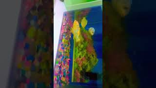 Crystal clear water fish clear aquarium aquariumchannel [upl. by Hilaria]