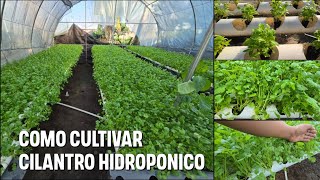 Como cultivar Cilantro HIDROPONICO durante todo el año [upl. by Enilrac]