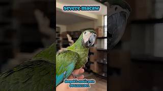 quotMeet the Magnificent Severe Macaw A Colorful and Intelligent Companionquot pet shop rajahmundry [upl. by Asilet]