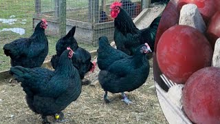 Croad Langshan Chickens  Plum Coloured Eggs [upl. by Eical269]