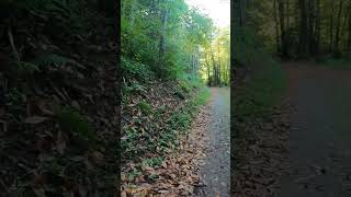 Peaceful Swiss Forest Vibes NoTalking Châtillon Switzerland asmr walkingasmr naturesounds [upl. by Dragoon440]