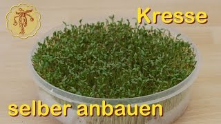 Kresse selber anbauen [upl. by Seadon]