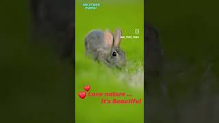 viralvideo animals nature beautiful love [upl. by Endo]