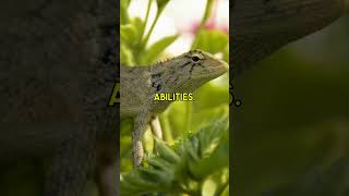 Lizards Masters of Survival wildanimalfacts funfacts trendingshorts lizard animals [upl. by Ailil]