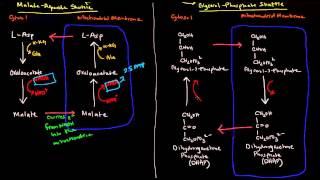 Shuttle Mechanisms MalateAspartate and GlycerolPhosphate [upl. by Aihsatan]