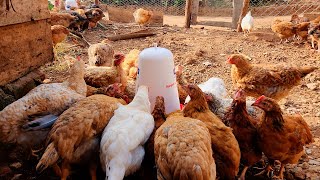 African Chickens chicken turkeyfarming poultryfarming [upl. by Enidlareg60]