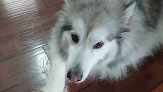 Lazy Rainy Day malamute cutedog [upl. by Sculley]