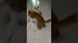 Funny Kitten Annoys Older Cat😸  Funny Cat  Playful Videos Compilation [upl. by Astto335]