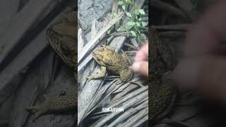 🐸👌Boing boing Look at the frog catch by my hand for fun short funny [upl. by Zeugirdor]