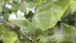 Cherimoya Hand Pollination part 1mpg [upl. by Archibaldo]