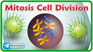 Mitosis Cell Division Animation  Phases of mitosis  Cell Cycle [upl. by Yud200]