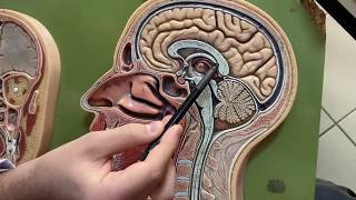 DİENCEPHALON ve TRUNCUS ENCEPHALİ SAGİTAL KESİT [upl. by Enneyehc552]