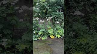 Giant Hogweed plants reaching nearly 5 metres tall toxic hogweed [upl. by Ecyal792]