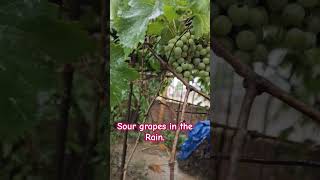 Rain and Grapes view views shorts rain rainyday watch grape [upl. by Mann373]