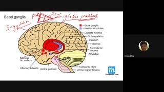 Basal ganglia Extra pyramidal system and Parkinsons disease [upl. by Kimura151]