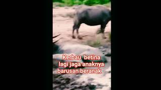 Female Buffalo is Protecting The Baby just BOrn animals wildlife [upl. by Ignatia]