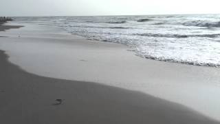 Strandläufer am Nordseestrand [upl. by Nnayrrehs]