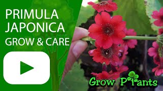 Primula japonica  grow amp care Japanese primrose [upl. by Godderd397]