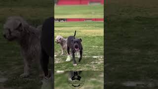 Try Not To Laugh Dog Edition Volume 11 [upl. by Lrat]