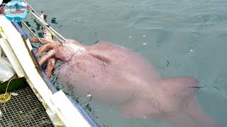 Everyone should watch this Fishermens video  Fastest Giant Squid Fishing and Processing Skills [upl. by Nylakcaj]