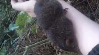 The suicidal mating rituals of the black tailed antechinus [upl. by Ikcim]