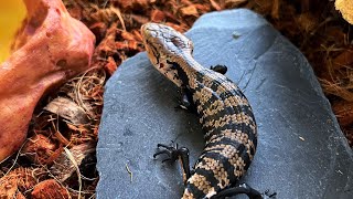 Unboxing Baby Halmahera Blue Tongue Skink  Panana  First time feeding unboxing fyp bts [upl. by Airres101]