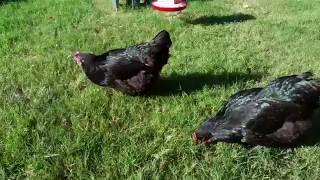 Black australorp chickens awesome breed [upl. by Llirrehs869]