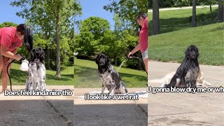 Newfoundland Dog Gets A Bath [upl. by Nytsud]