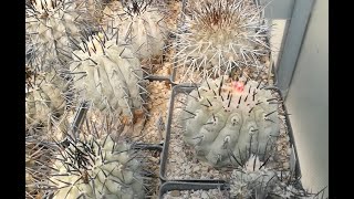 Coltivare cactus il genere Copiapoa [upl. by Eimmac958]