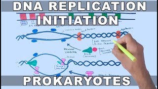 DNA Replication in Prokaryotes  Initiation [upl. by Sholeen]