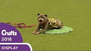 Thats Magic East Anglian Staffordshire Bull Terrier Display Team  Crufts 2018 [upl. by Columba]