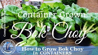 How to Grow Bok Choy in Containers [upl. by Barcellona]