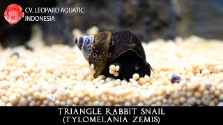 Tylomelania sinabartfeldi The TRIANGLE Rabbit Snail Leopard Aquatic W037A [upl. by Romain506]