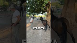 Impresionante Tecnica Para Entrenar Caballos Néstor Portillo [upl. by Reinar]