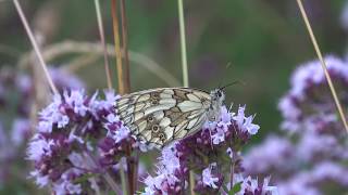 Prairies sauvage Fourmis Papillon zygène Ombellifères Campanule [upl. by Gavrilla]